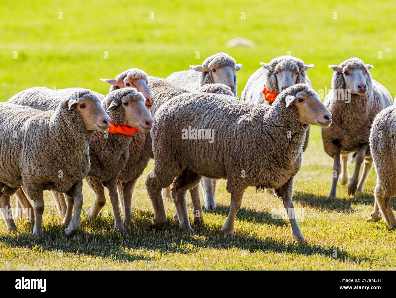 Moutons en pâturage ; Meeker Classic Sheepdog Championship Trials ; Meeker ; Colorado ; États-Unis Banque D'Images