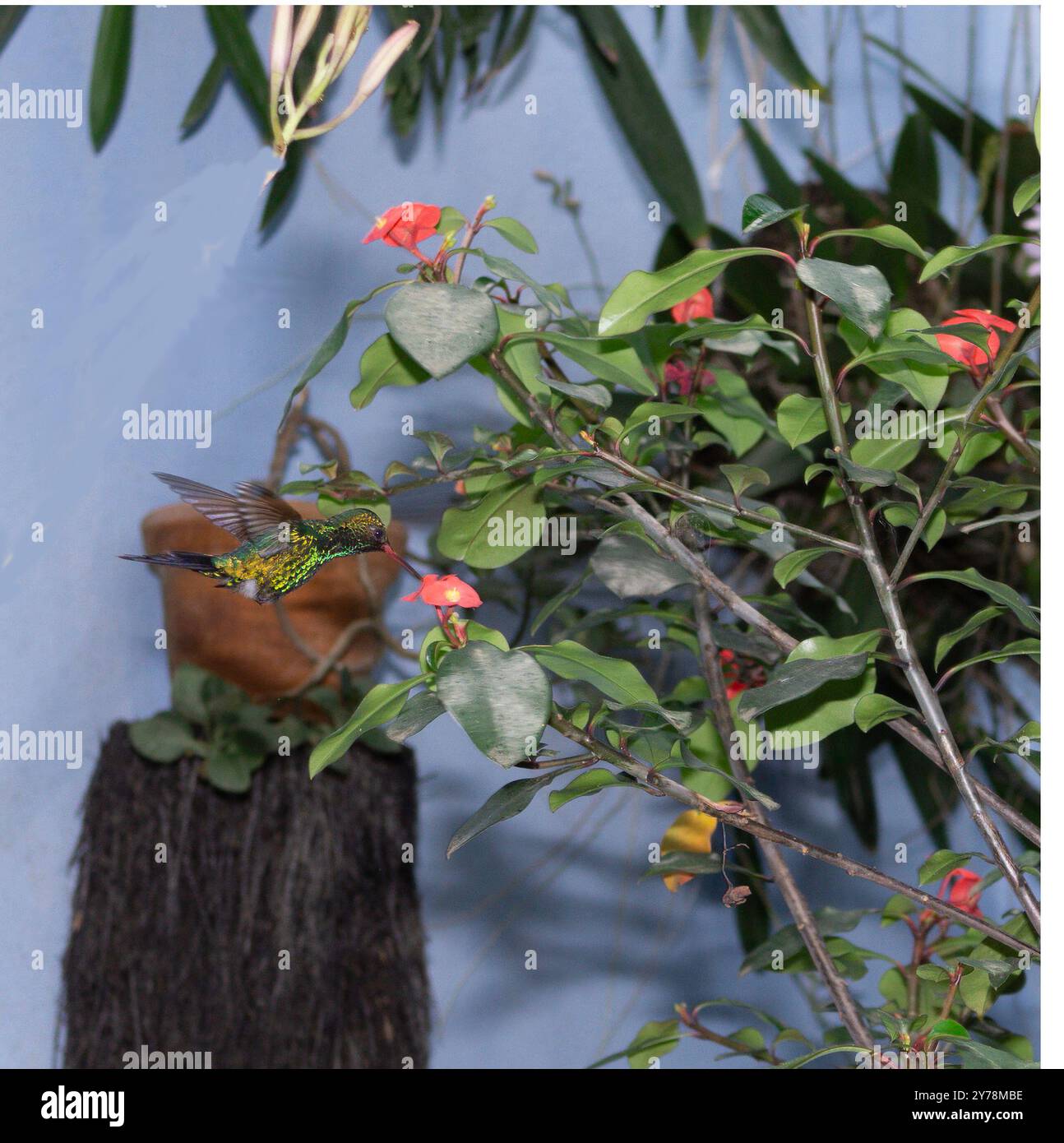 L'émeraude de Canivet ( Cynanthus canivetii) prélevant le nectar d'Euphorbia geroldii à Jinotega, Nicaragua. Banque D'Images