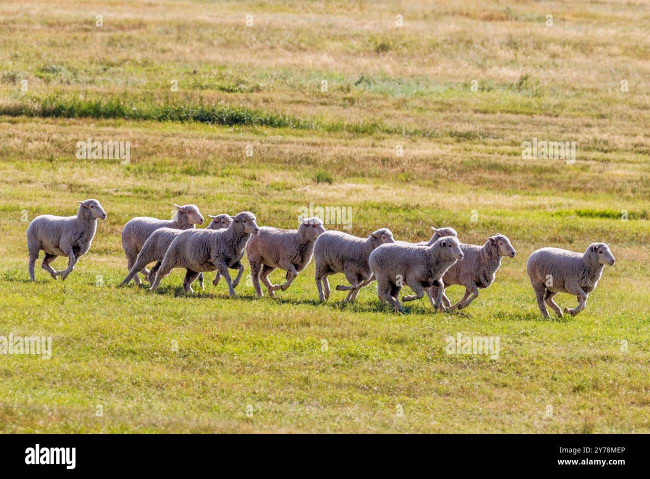 Moutons en pâturage ; Meeker Classic Sheepdog Championship Trials ; Meeker ; Colorado ; États-Unis Banque D'Images