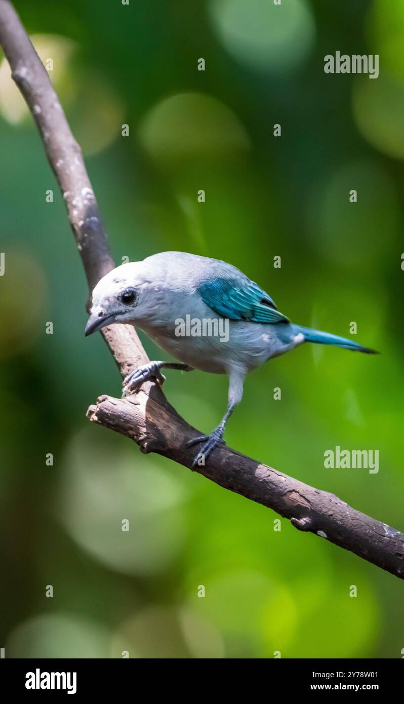 Tanager bleu-gris (Thraupis episcopus) du Costa Rica Banque D'Images