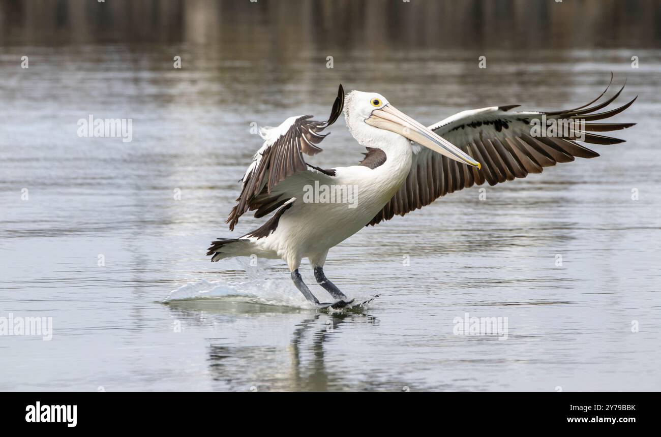 Pelican landing Banque D'Images