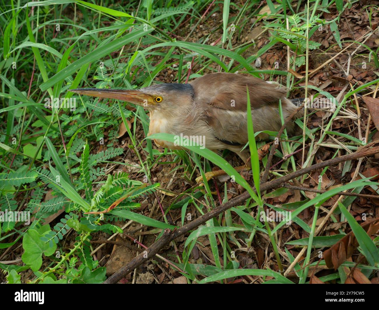Oiseau bittern jaune sur terre de terre dans les buissons de la forêt, le motif brun et jaune de l'aigrette en Thaïlande Banque D'Images