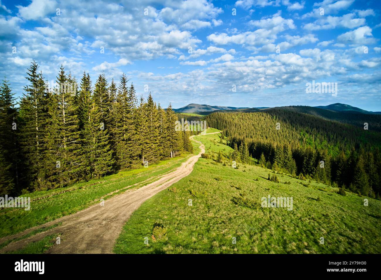 Vue panoramique sur le chemin de terre serpentant à travers un paysage luxuriant et verdoyant avec des forêts denses et des collines ondulantes. De grands pins bordent le chemin sous un ciel partiellement nuageux, créant un cadre pittoresque et tranquille. Banque D'Images