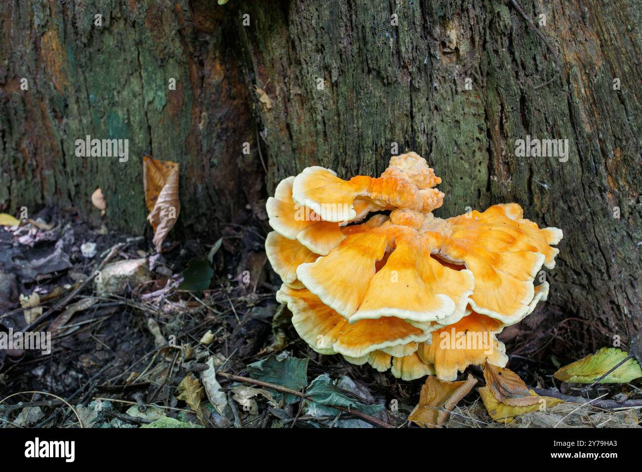 Gros plan d'un amas d'étain jaune soufre qui germe à la base d'un arbre. L'étain jaune soufre pousse sur une vieille souche pourrie dans la forêt Banque D'Images