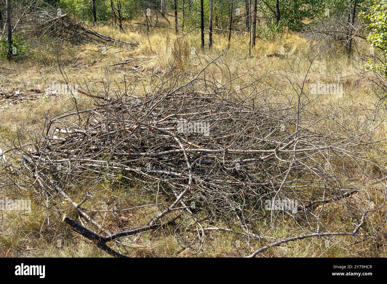 Un petit tas de branches d'arbres coupées et sciées repose sur l'herbe verte dans la forêt. Il y a un tas de broussailles et de branches sur le sol. Le concept de Banque D'Images