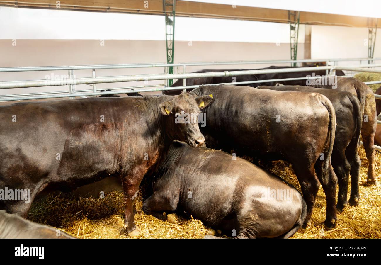 Vaches noires dans une étable à bétail. Banque D'Images