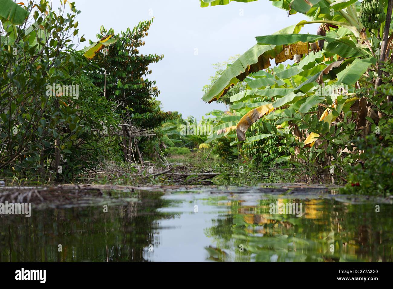 Impact des inondations sur l'agriculture : les vergers mixtes submergés sous l'eau – dévastation des catastrophes naturelles Banque D'Images