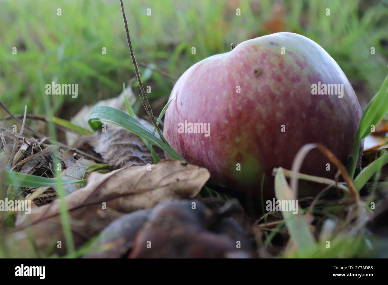 Ein Apfel auf einer Wiese Banque D'Images