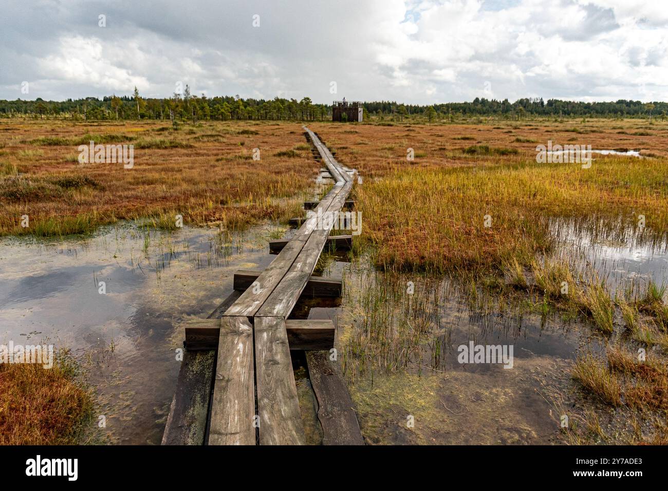 Passerelle en bois dans la tourbière, végétation traditionnelle de tourbière, la réserve naturelle de Nigula est la tourbière de Nigula, une tourbière estonienne typique, en automne Banque D'Images