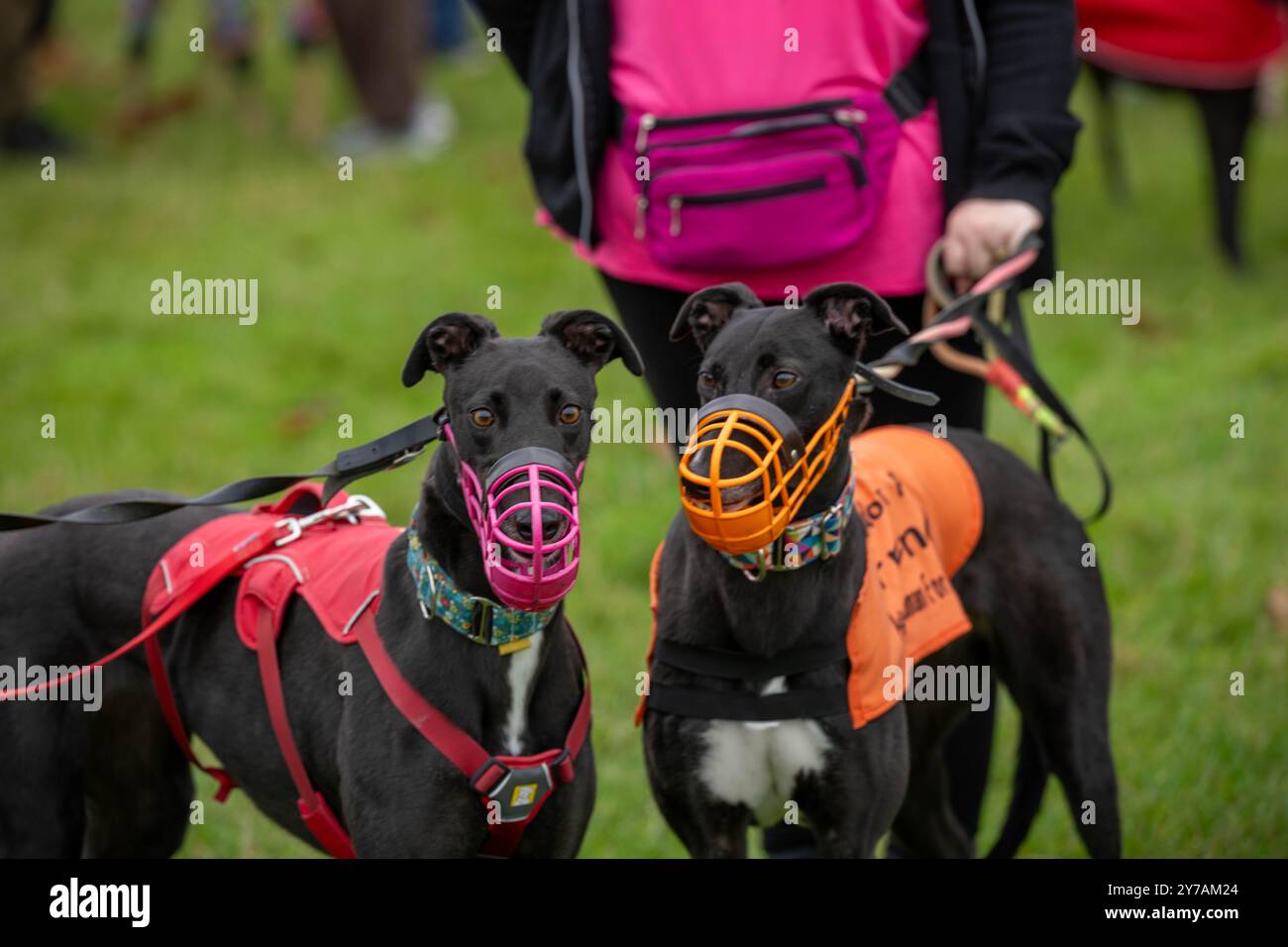 Brentwood Essex 29th Sep. 2024 The Great Global Greyhound Walk ; Brentwood Essex participation, plus de cinquante sighthounds, la plupart des lévriers ont pris part à la marche à Weald Park Brentwood Essx. La promenade s'est terminée avec des saucisses pour les participants chiens. Crédit : Ian Davidson/Alamy Live News Banque D'Images