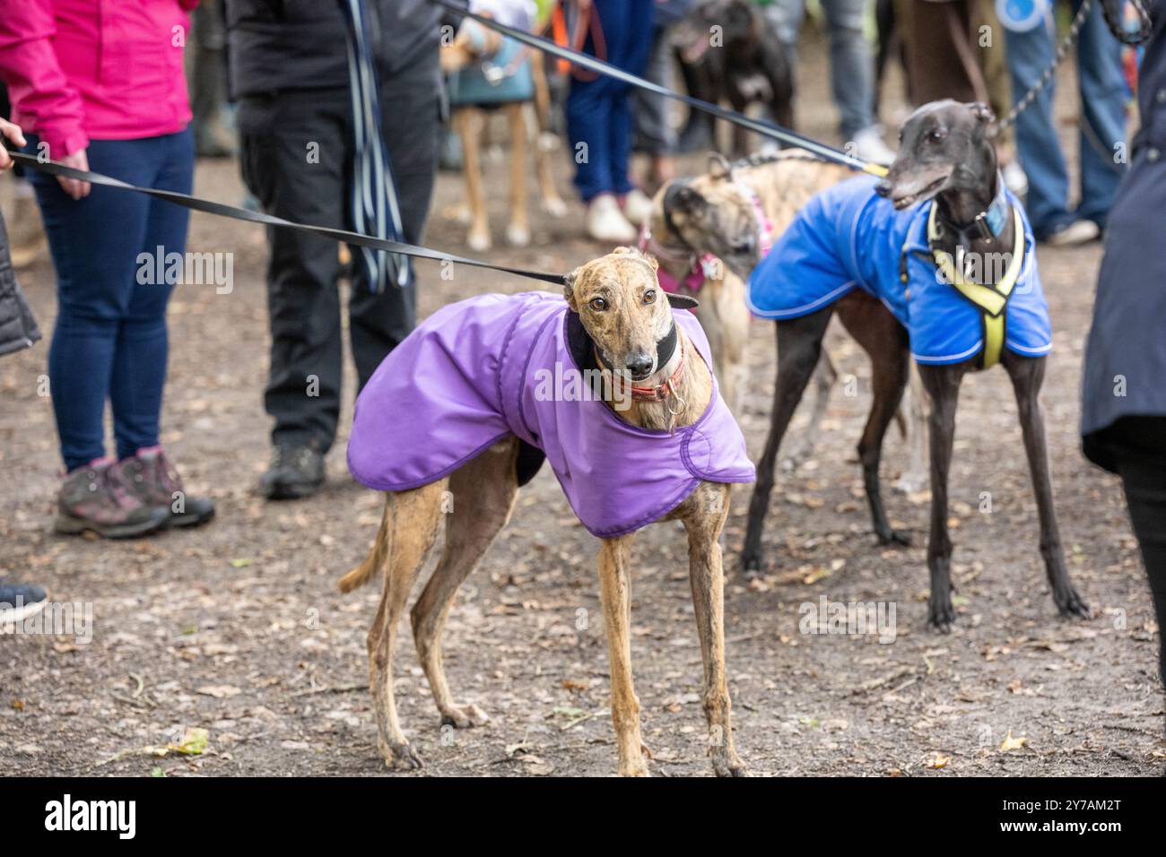 Brentwood Essex 29th Sep. 2024 The Great Global Greyhound Walk ; Brentwood Essex participation, plus de cinquante sighthounds, la plupart des lévriers ont pris part à la marche à Weald Park Brentwood Essx. La promenade s'est terminée avec des saucisses pour les participants chiens. Crédit : Ian Davidson/Alamy Live News Banque D'Images