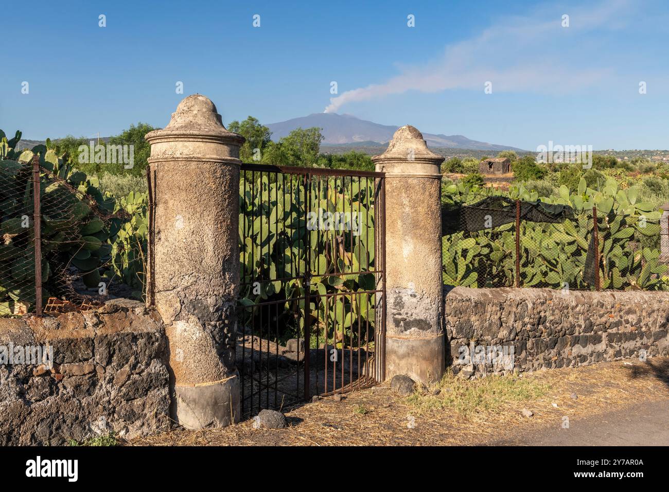 Un champ de cactus comestibles de barbarie (en italien, fico d'Inde) sur les pentes de l'Etna, près d'Adrano, Sicile, Italie Banque D'Images