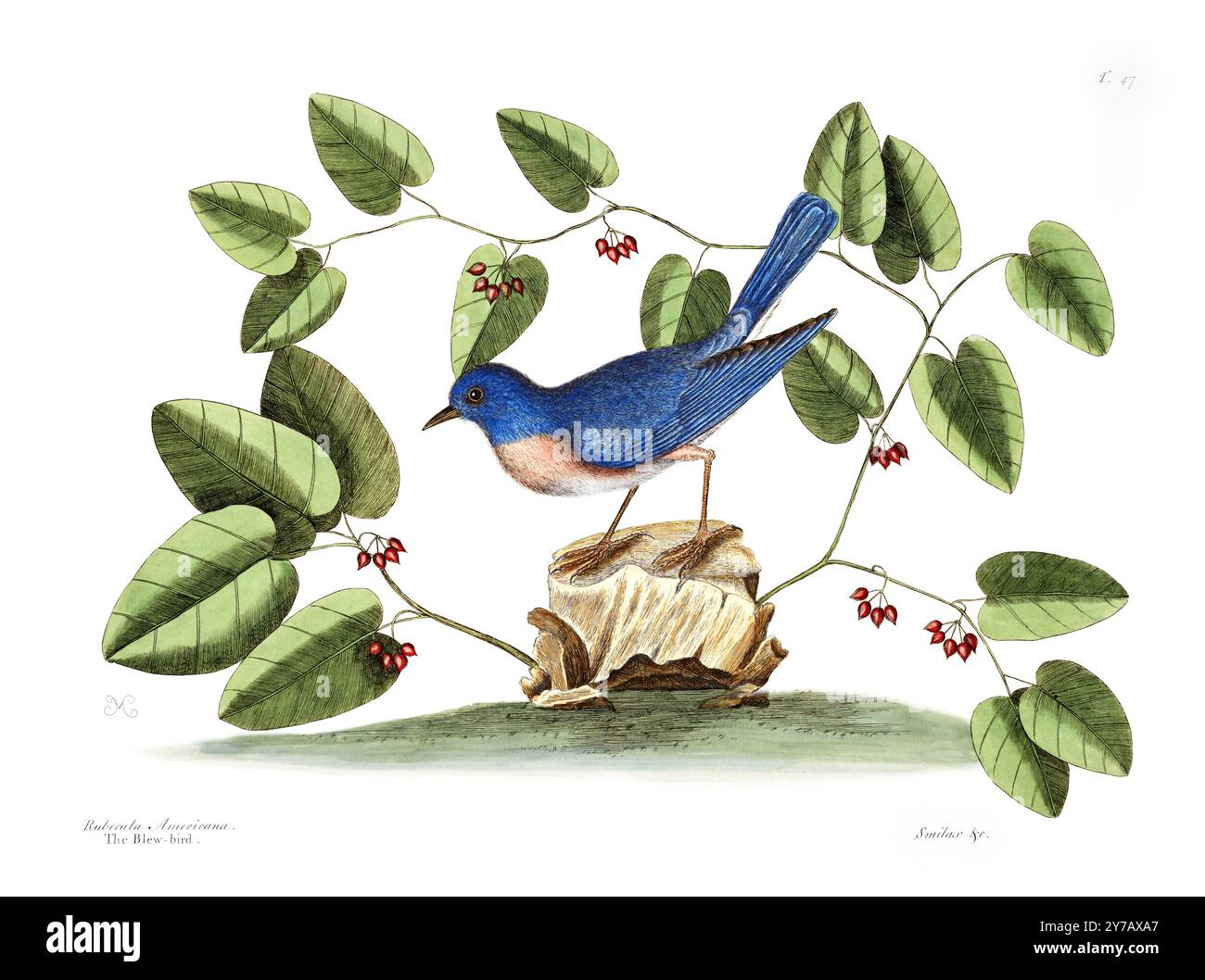 Eastern Blue Bird et Sarsparilla. Mark Catesby. 1754 Banque D'Images