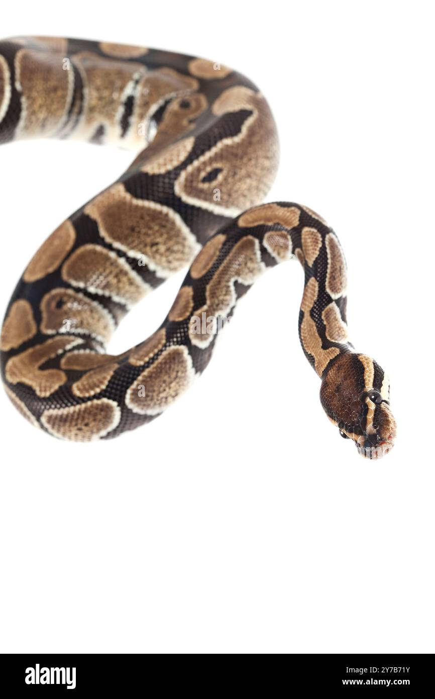 Serpent Royal Python en studio sur fond blanc Banque D'Images
