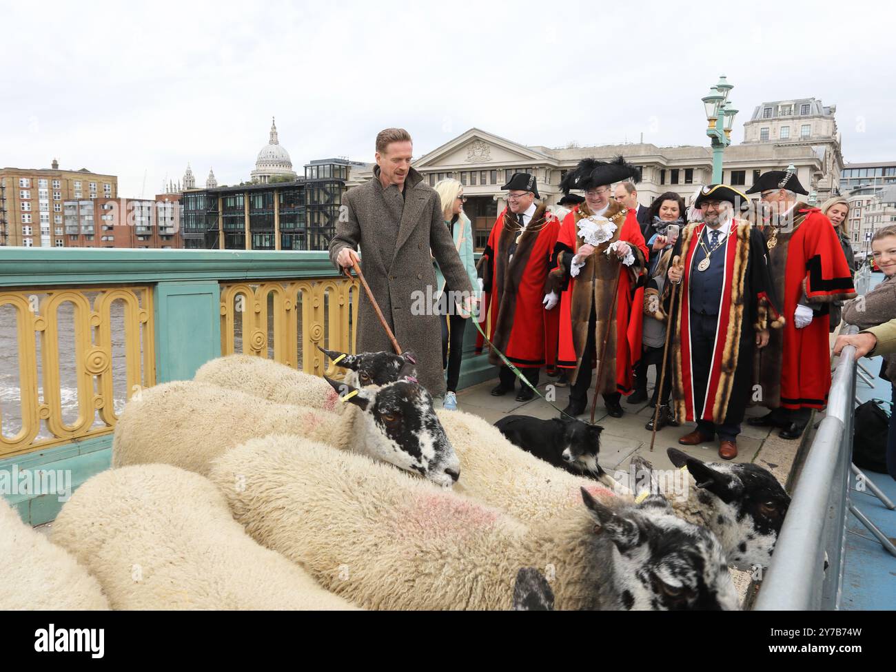 Londres, Royaume-Uni, 29 septembre 2024. L'acteur hollywoodien Damian Lewis est devenu berger pour la journée alors qu'il élevait un groupe de moutons sur Southwark Bridge. Les moutons ont d'abord reçu une bénédiction, puis Damian a été rejoint par le maire de Londres Michael Mainelli, maître Woolman Manny Cohen, et shérifs de la ville, alors qu'ils prenaient leur droit historique de conduire leurs moutons sur la Tamise sans frais, dans le grand événement de collecte de fonds. Crédit : Monica Wells/Alamy Live News Banque D'Images