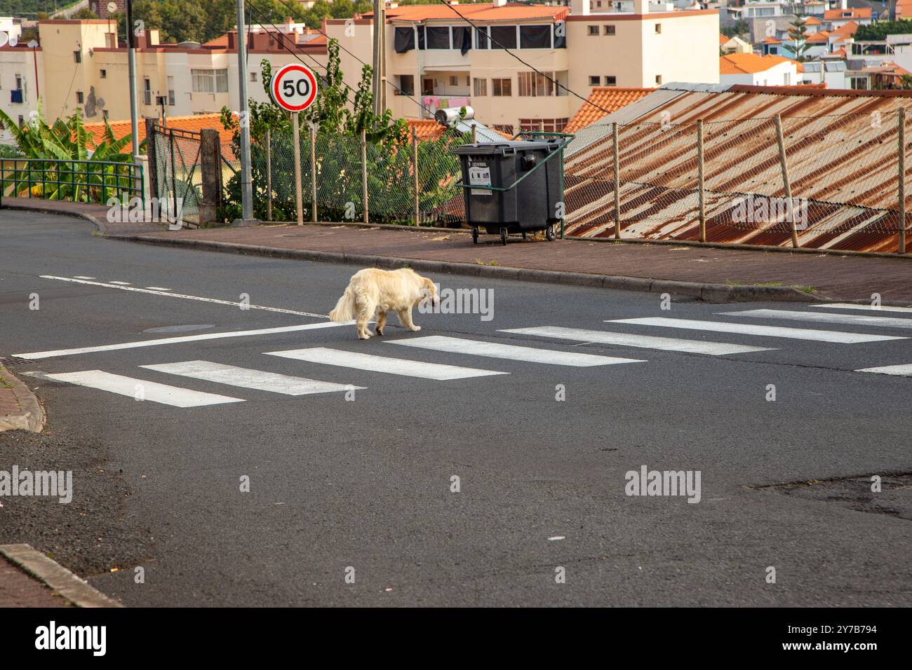 Chien marchant à travers une traversée de zèbre dans la ville de Machico Madeira Portugal Banque D'Images