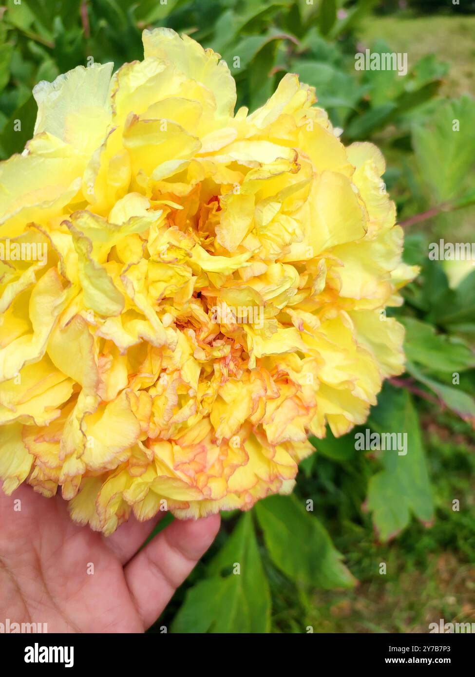 Fleur de pivoine d'arbre. Grande fleur jaune avec de nombreux pétales de pivoine variétale. Luxuriante double inflorescence de buisson. Sélection. Elevage de fleurs. Fleur variétale cultivée Banque D'Images