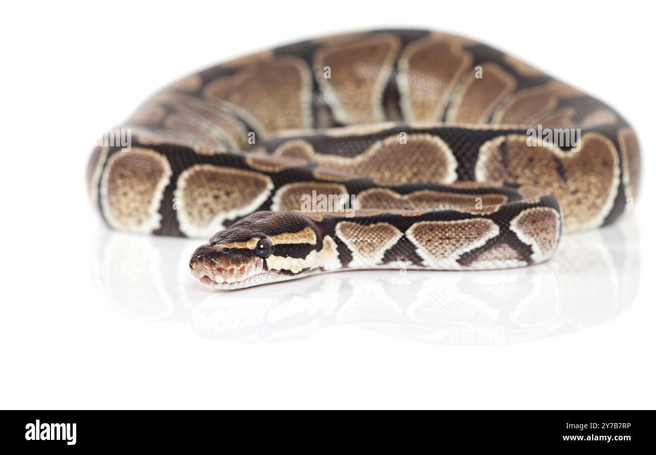 Serpent Royal Python en studio sur fond blanc Banque D'Images