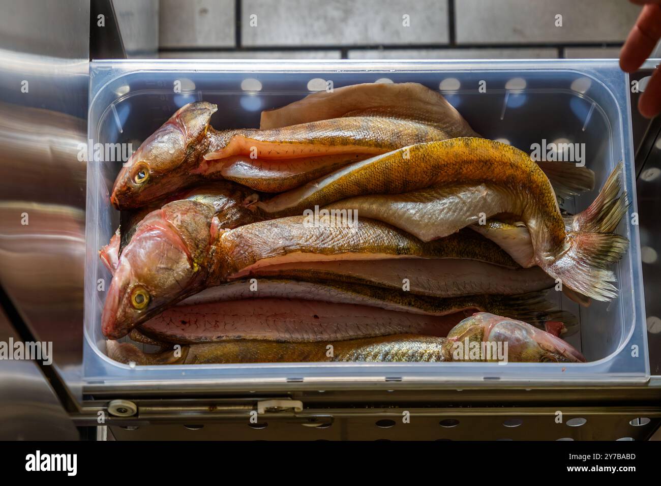 Le chef René Bobzin prépare du poisson désossé avec divers plats de pommes de terre dans la cuisine du Bauernstube de Bobzin et les présente personnellement à la table des convives. Dewichower Straße, Usedom-Süd, Mecklembourg-Poméranie occidentale, Allemagne Banque D'Images