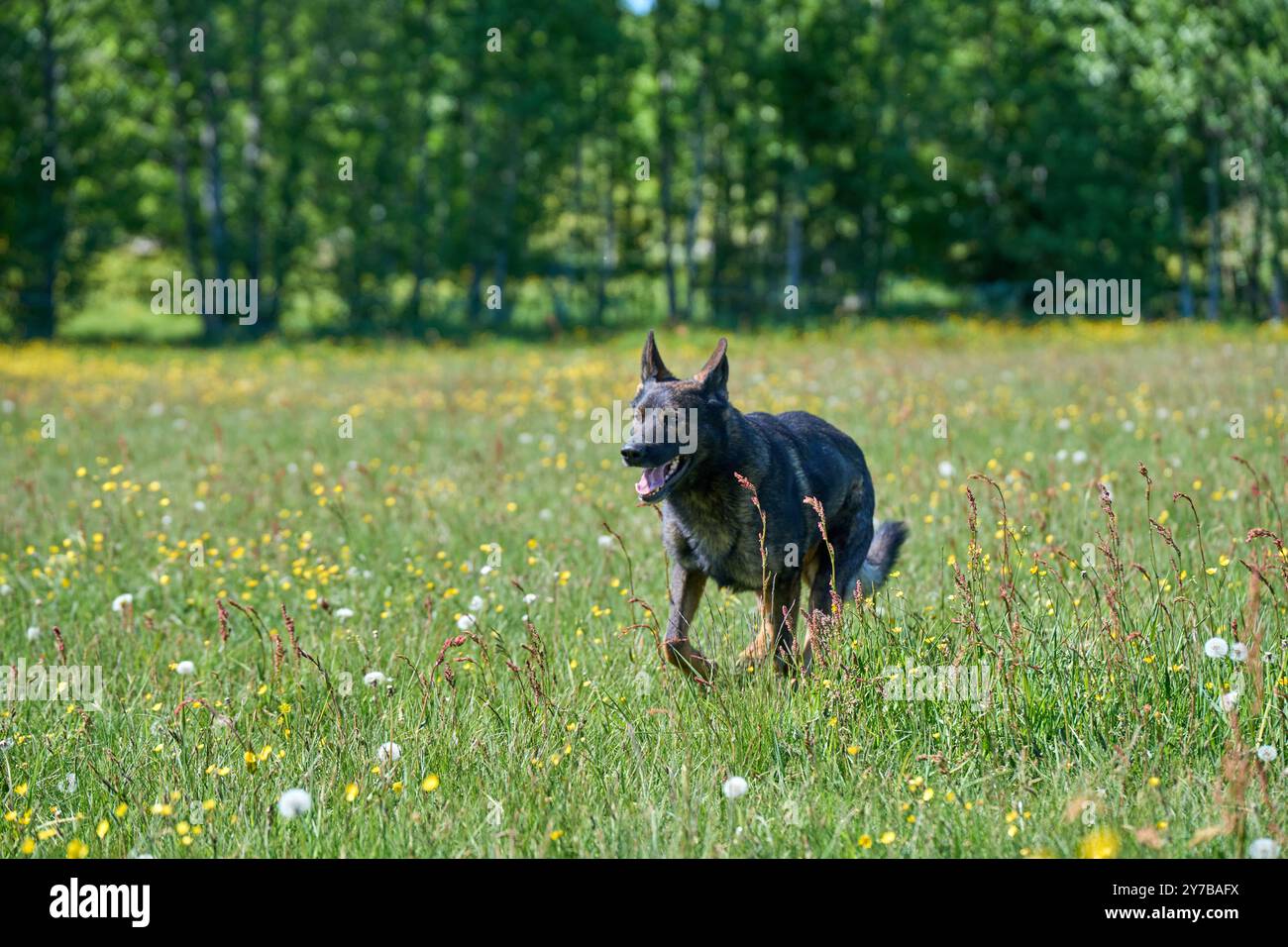 Portrait d'un beau chien Berger allemand sur une prairie par un jour d'automne ensoleillé dans une ferme à Skaraborg Suède Banque D'Images