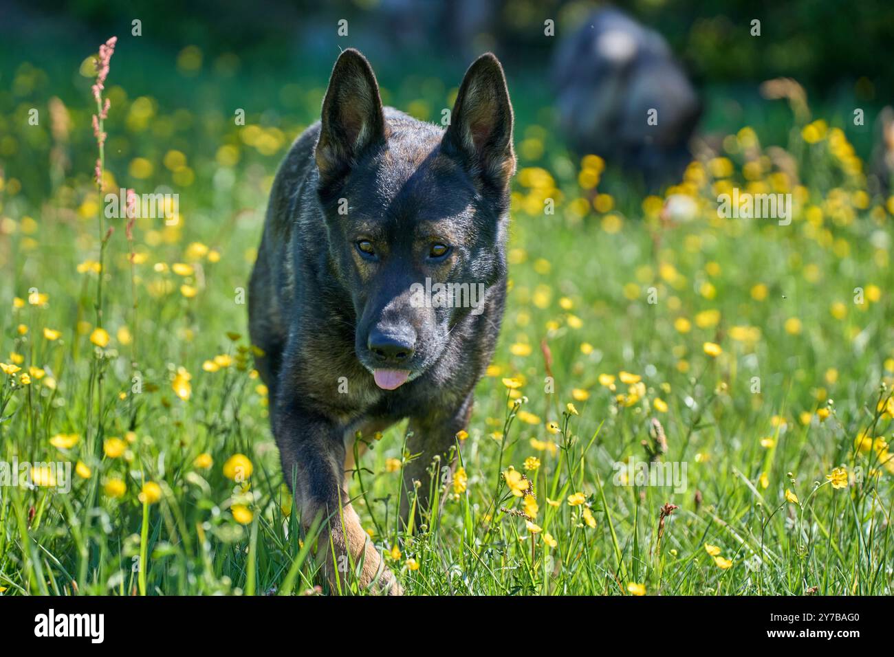 Portrait d'un beau chien Berger allemand sur une prairie par un jour d'automne ensoleillé dans une ferme à Skaraborg Suède Banque D'Images