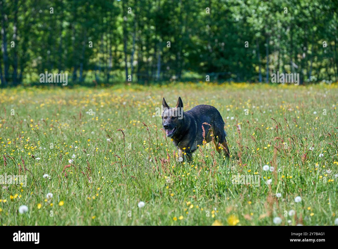 Portrait d'un beau chien Berger allemand sur une prairie par un jour d'automne ensoleillé dans une ferme à Skaraborg Suède Banque D'Images