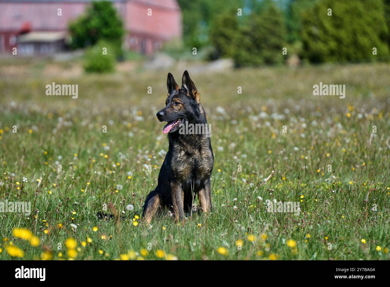 Portrait d'un beau chien Berger allemand sur une prairie par un jour d'automne ensoleillé dans une ferme à Skaraborg Suède Banque D'Images