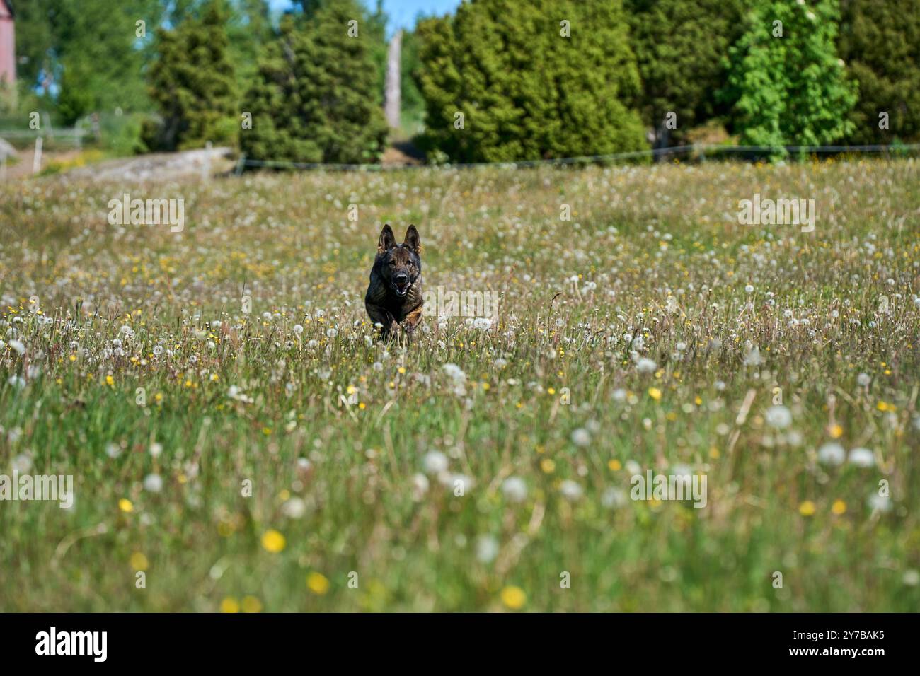 Portrait d'un beau chien Berger allemand sur une prairie par un jour d'automne ensoleillé dans une ferme à Skaraborg Suède Banque D'Images