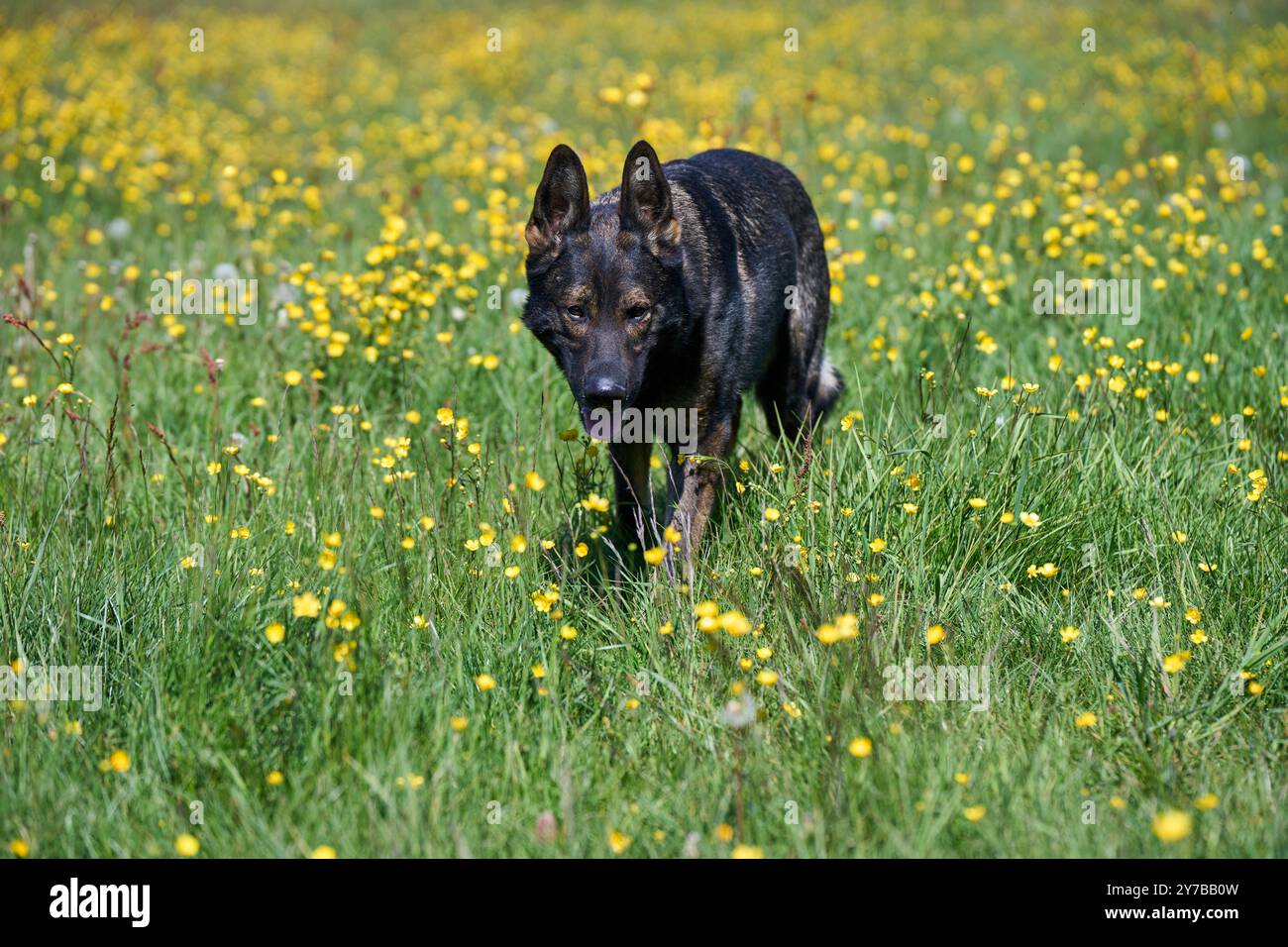 Portrait d'un beau chien Berger allemand sur une prairie par un jour d'automne ensoleillé dans une ferme à Skaraborg Suède Banque D'Images