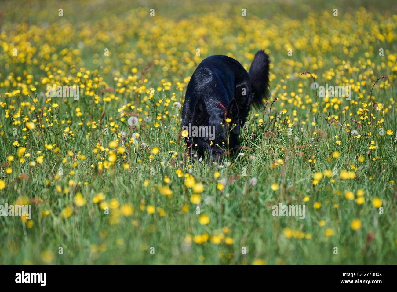 Portrait d'un beau chien Berger allemand sur une prairie par un jour d'automne ensoleillé dans une ferme à Skaraborg Suède Banque D'Images