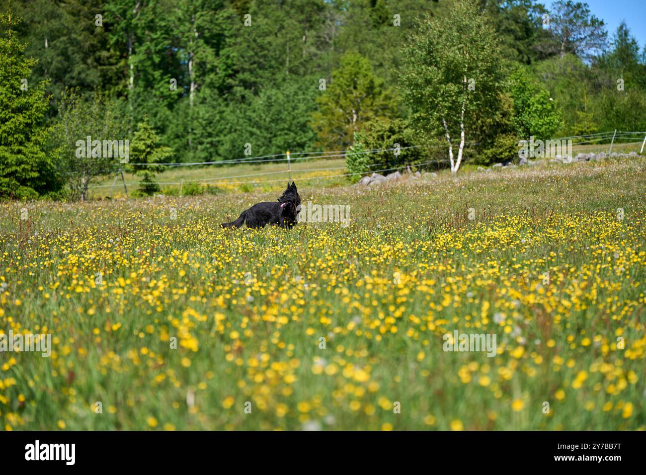 Portrait d'un beau chien Berger allemand sur une prairie par un jour d'automne ensoleillé dans une ferme à Skaraborg Suède Banque D'Images