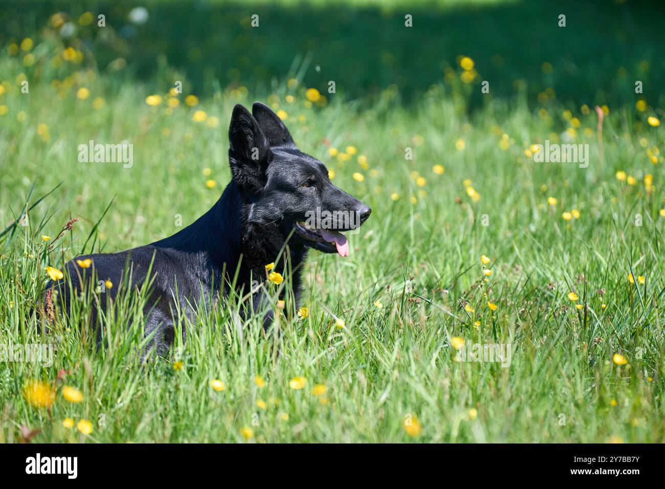 Portrait d'un beau chien Berger allemand sur une prairie par un jour d'automne ensoleillé dans une ferme à Skaraborg Suède Banque D'Images