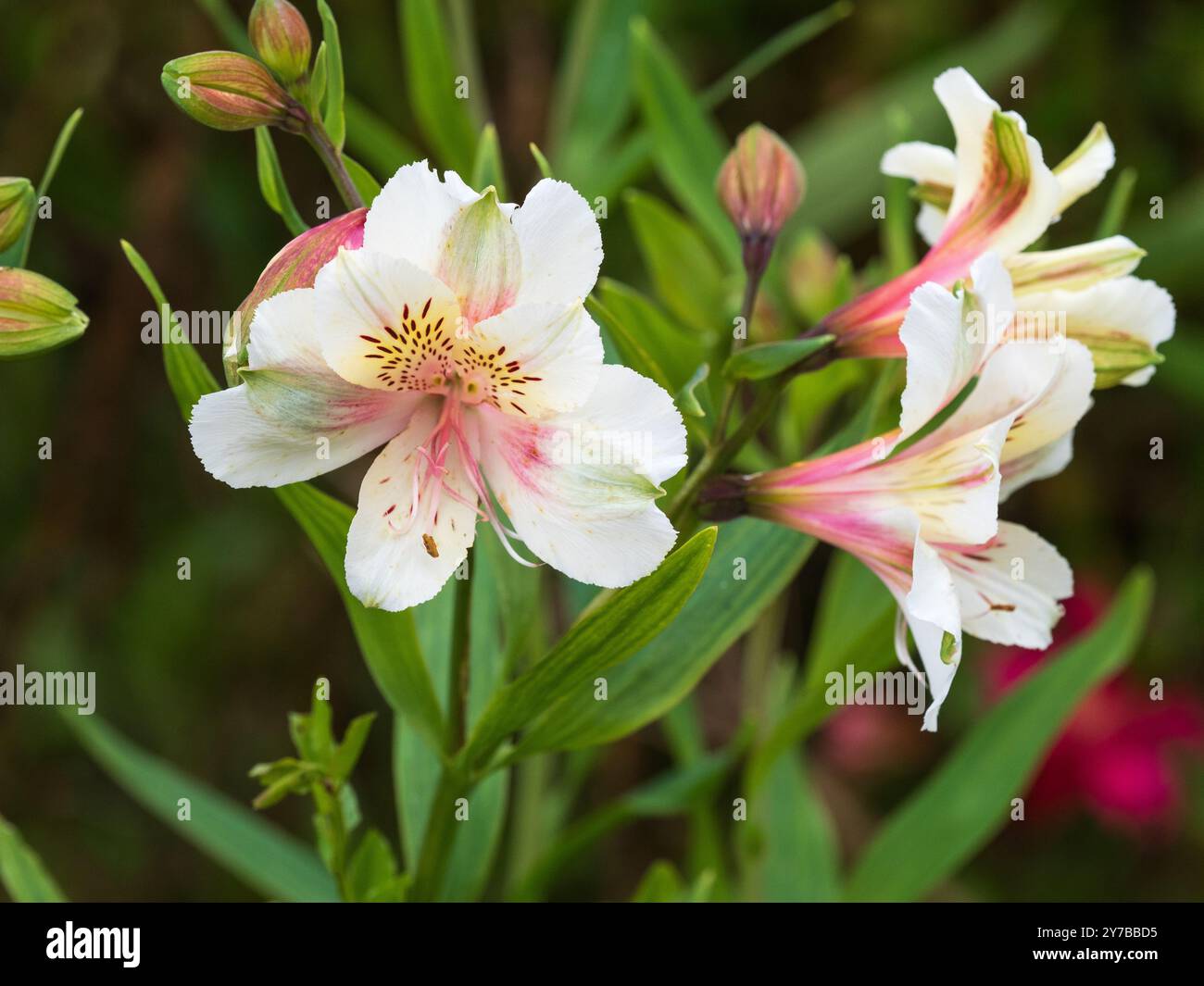 Fleurs blanches roussies roses du lys péruvien robuste et à longue floraison, Alstoemeria 'Apollo' Banque D'Images