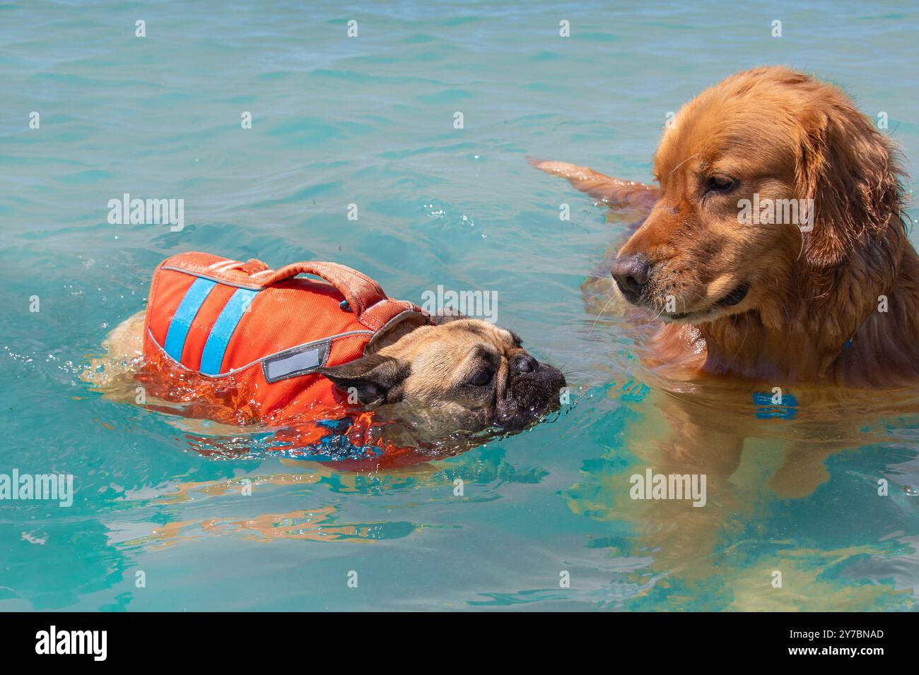 Gros plan d'un Golden retriever rouge nageant dans la mer avec un bouledogue français portant un gilet de sauvetage, Floride, États-Unis Banque D'Images