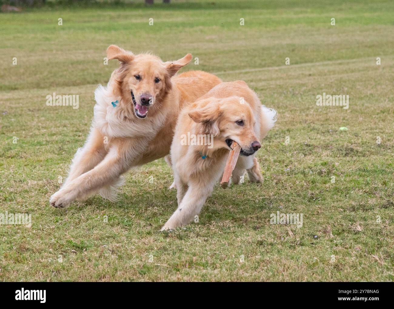 Deux Golden retrievers récupérant un bâton dans un parc pour chiens, Floride, USA Banque D'Images
