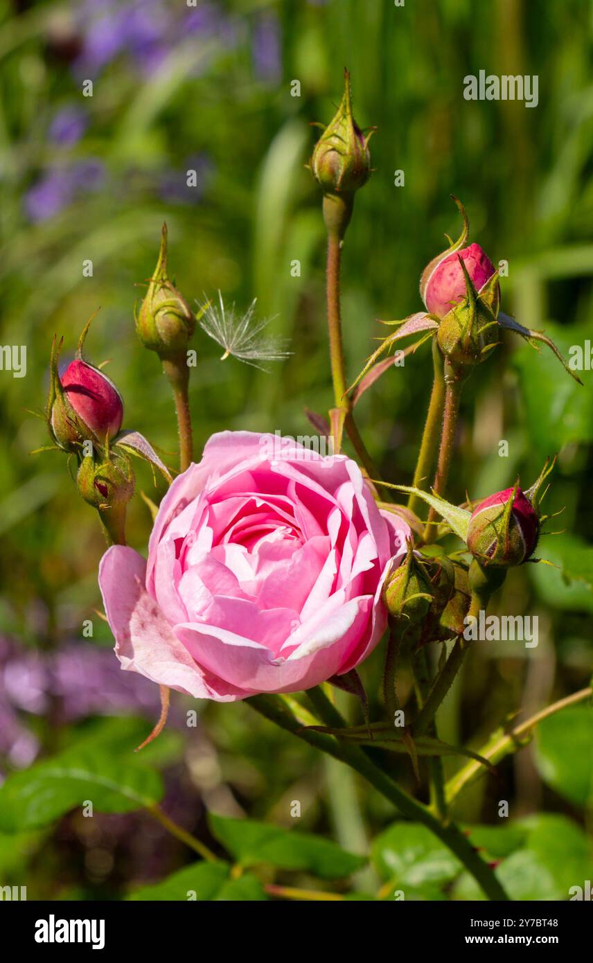 fleurs de roses roses Banque D'Images