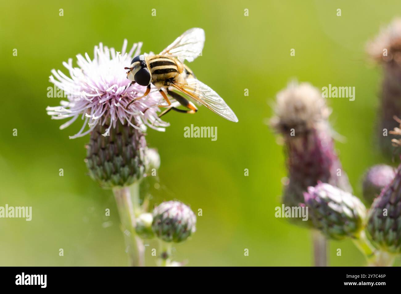 Gros plan d'un lhelophilus trivittatus assis sur la fleur d'un chardon et sucant du nectar. Banque D'Images