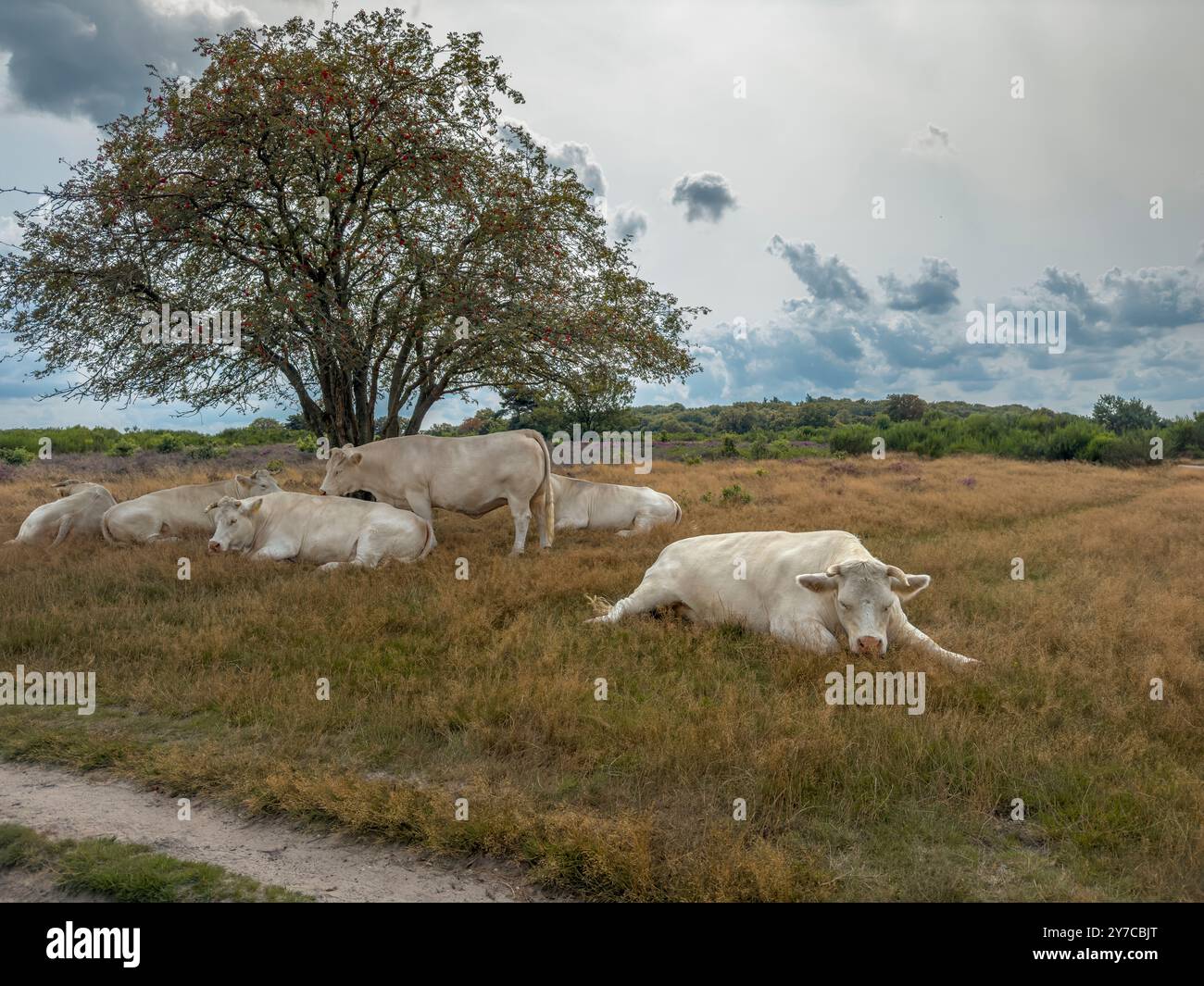Les vaches blanches sont couchées sur l'herbe à l'ombre d'un arbre par une chaude journée ensoleillée. Banque D'Images