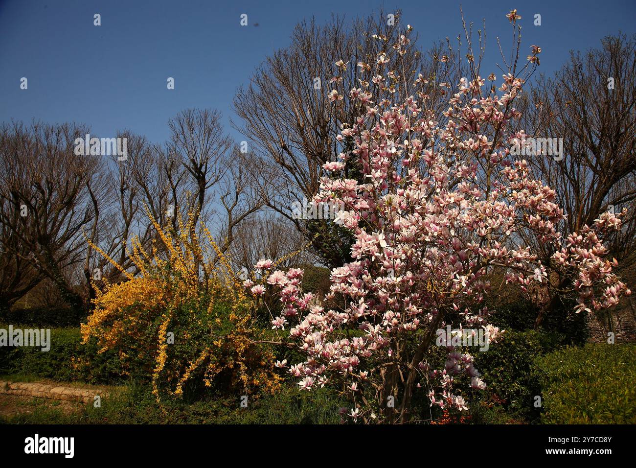 La floraison printanière spectaculaire au Parc des fleurs de Sigurtà, Valeggio sul Mincio, Mantoue. Italie Banque D'Images