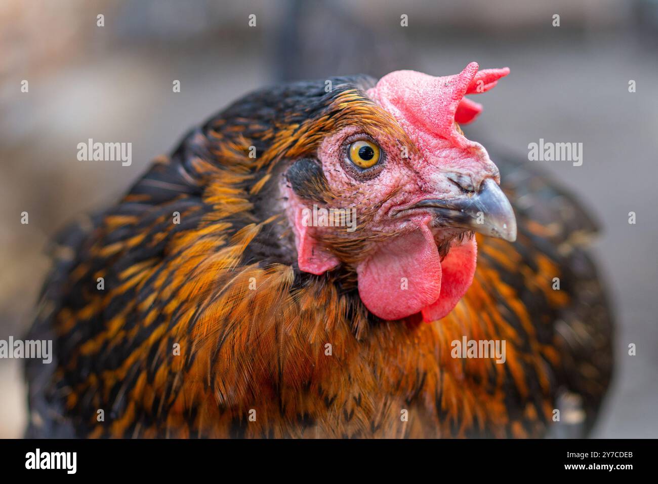 Portrait d'un poulet, se concentrant sur son visage sur fond flou Banque D'Images