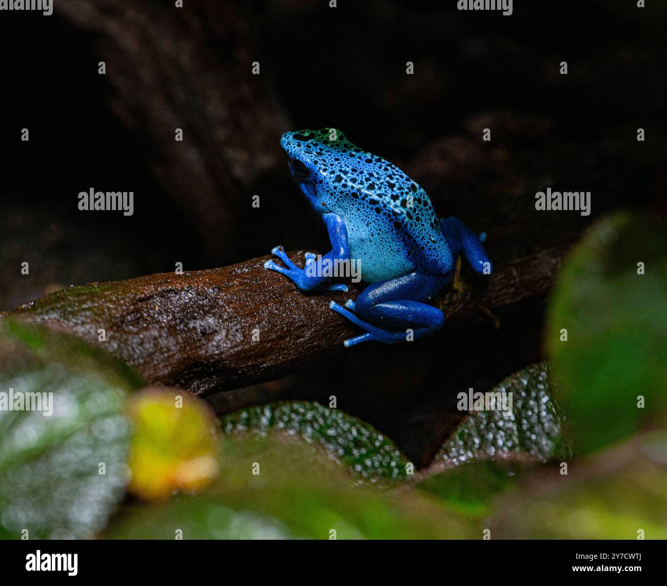 Blue-poison-Dart-Frog (Dendrobates-azureus) réside dans le Nord-est-Amérique du Sud Banque D'Images