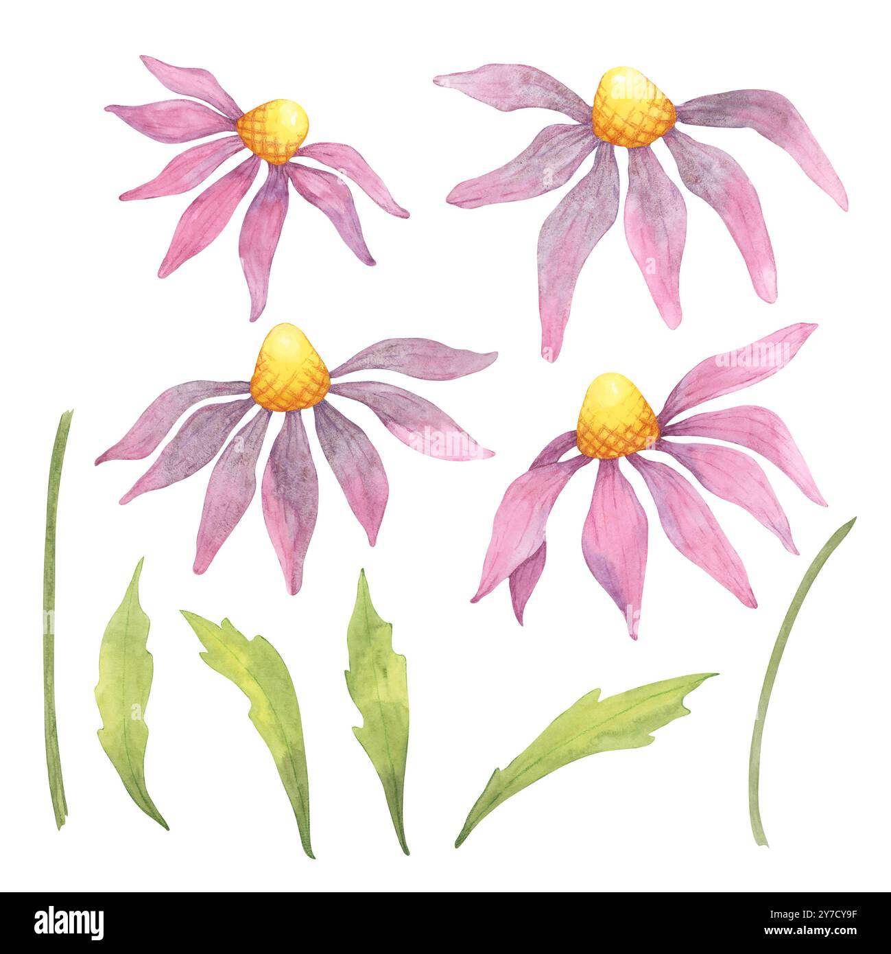 Quatre fleurs d'échinacée isolées à l'aquarelle rose et feuilles assorties. Coneflower clipart set pour suppléments à base de plantes, emballages, invitations inspirées de la nature, art mural botanique, ou marchandises Banque D'Images