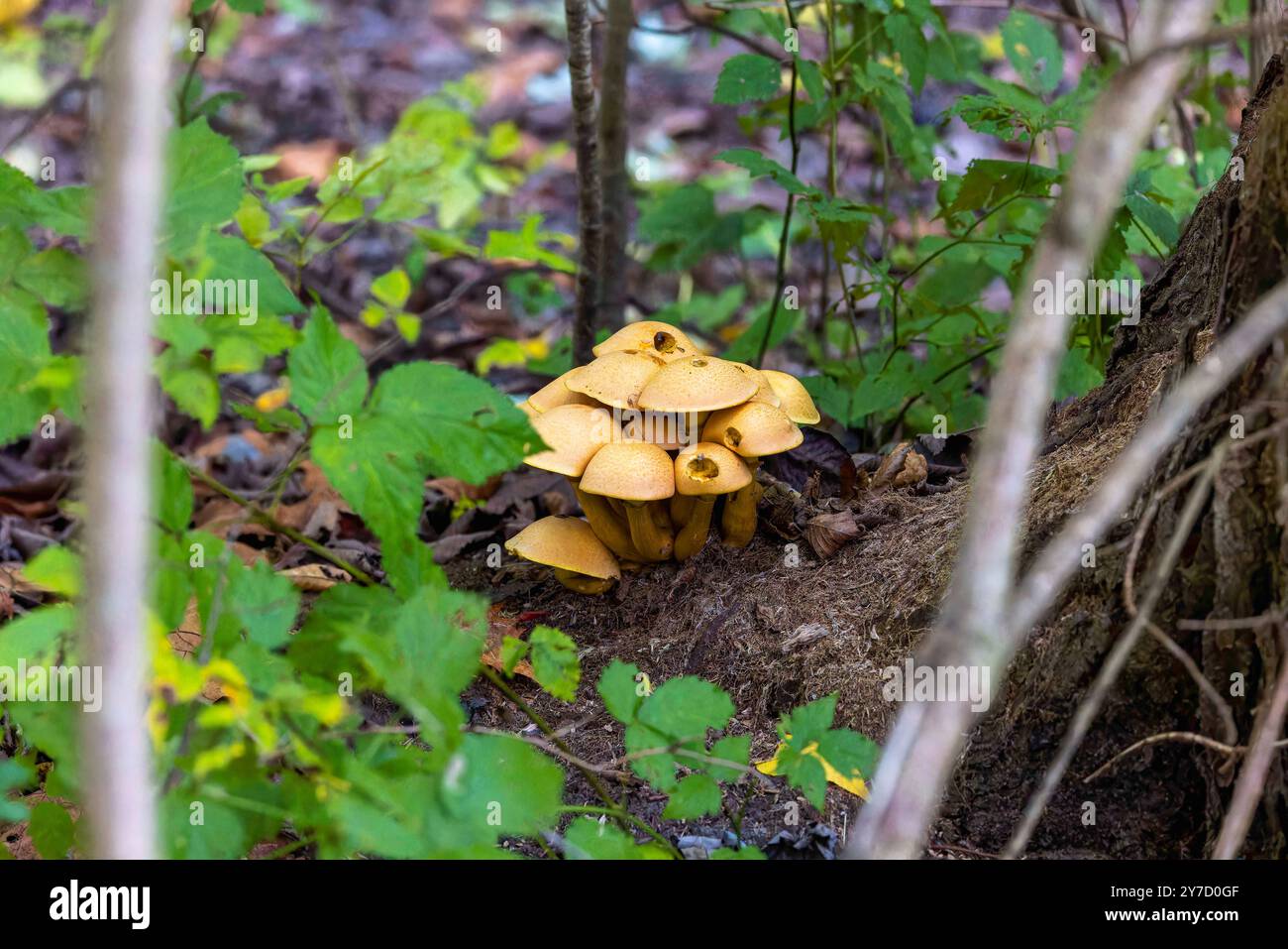 Gymnase de rire (Gymnopilus validipes), champignon jaune citron qui forme d'énormes grappes denses avec de très grandes coiffes. Banque D'Images