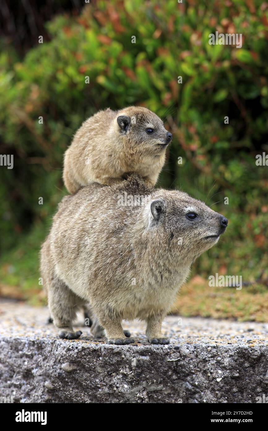 Rock Hyrax (Procavia capensis), mère avec des jeunes sur le dos, comportement social, Betty's Bay, Western Cape, Afrique du Sud, Afrique Banque D'Images