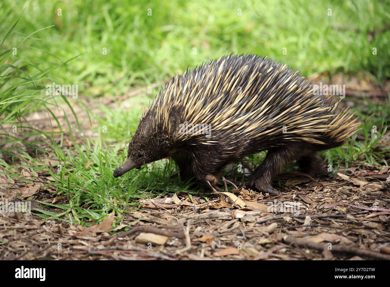 Échidna à bec court (Tachyglossus aculeatus), alimentation des adultes, Mount Lofty, Australie méridionale, Australie, Océanie Banque D'Images