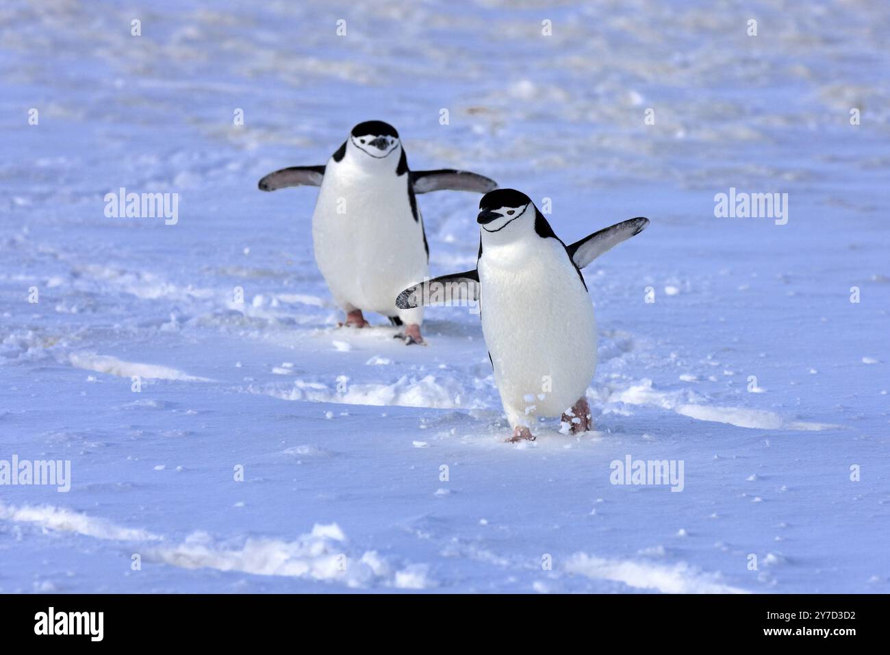 Manchot jugulaire (Pygoscelis antarctica), Antarctique, Brown Bluff, adulte, paire, deux, pingouins, sans vol, neige, marche, Antarctique Banque D'Images