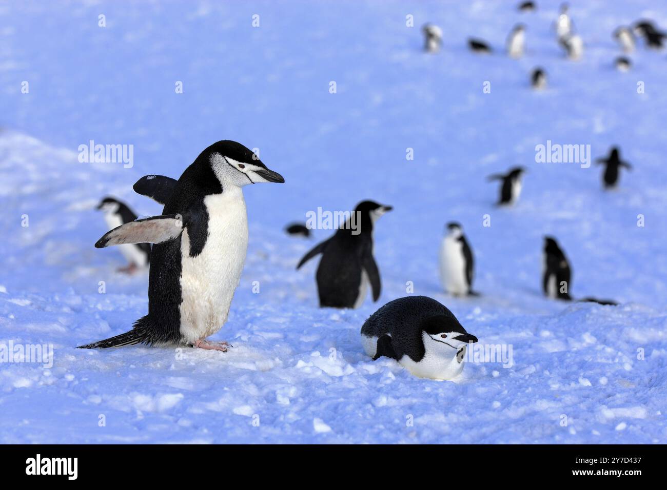 Manchot jugulaire (Pygoscelis antarctica), Antarctique, Brown Bluff, adulte, groupe, pingouins, sans vol, neige, Antarctique Banque D'Images