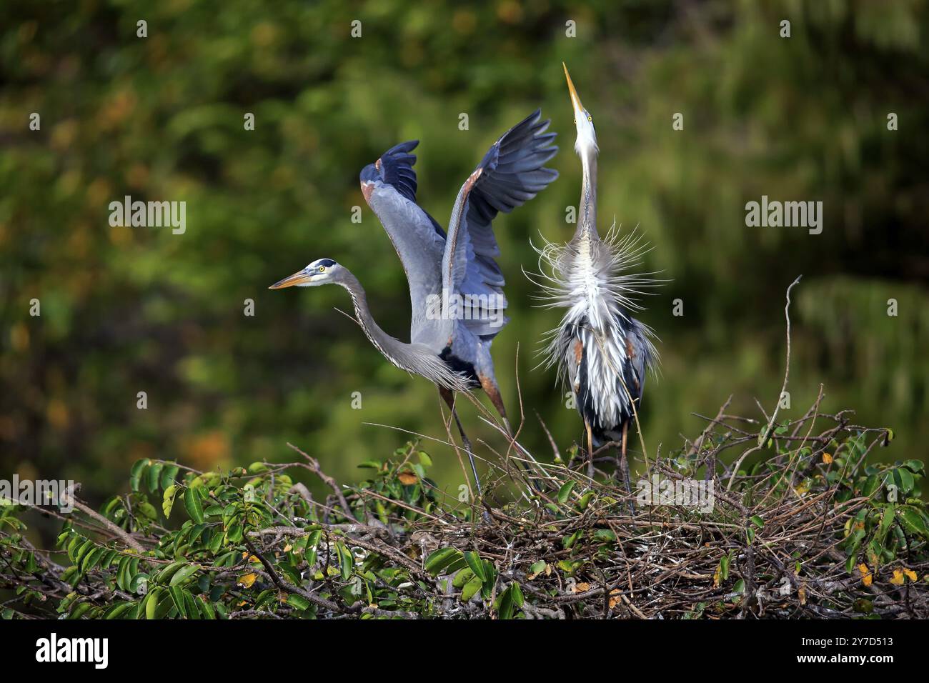 Héron du Canada (Ardea herodias), couple adulte planant au nid, Wakodahatchee Wetlands, Delray Beach, Floride, États-Unis, Amérique du Nord Banque D'Images