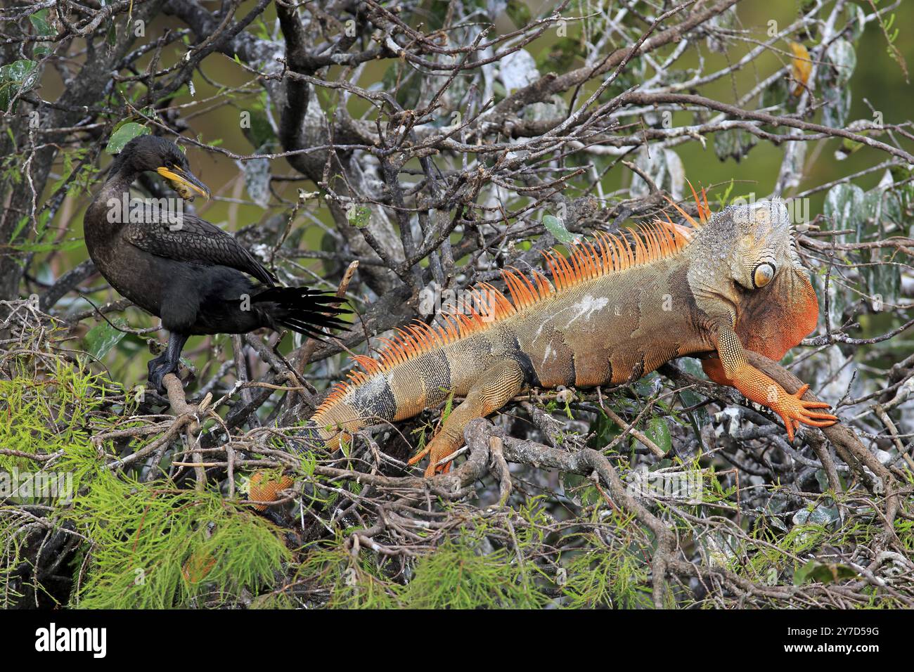 Iguane vert (Iguana iguana), forme rouge, cormoran olive (Phalacrocorax brasilianus), sur arbre, Wakodahatchee Wetlands, Delray Beach, Floride, USA, Nort Banque D'Images