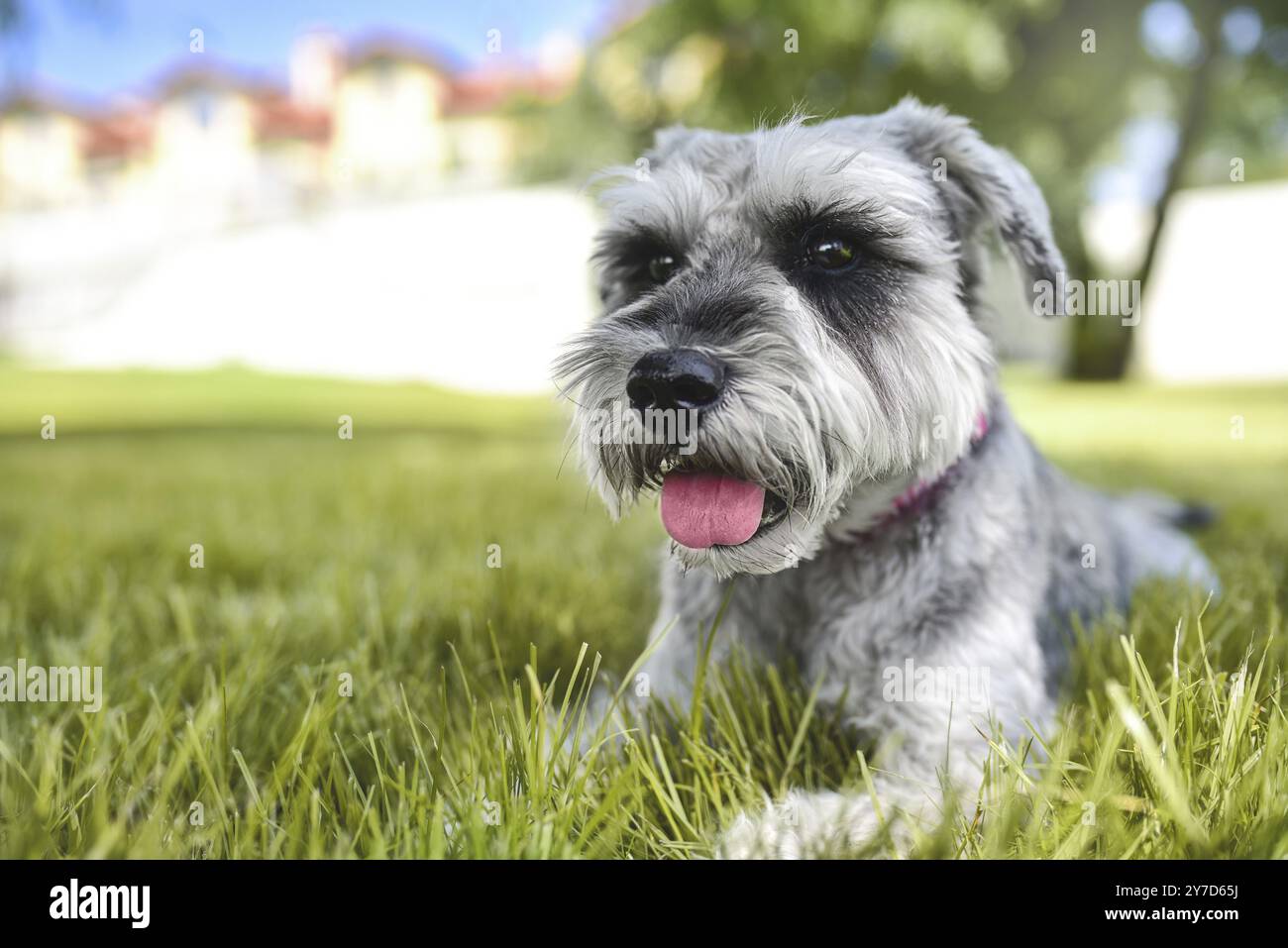 Portrait d'un beau chien schnauzer assis sur l'herbe et regardant au loin dans le parc. Le concept d'amour pour les animaux. meilleur ami Banque D'Images